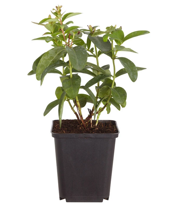 Niedriges Johanniskraut 2 Niedriges Johanniskraut – Bild 2