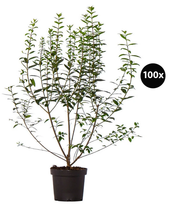 33 Meter Ovalblättriger Liguster, 100 X Ca. 60-100 Cm 1 33 Meter Ovalblättriger Liguster, 100 X Ca. 60-100 Cm