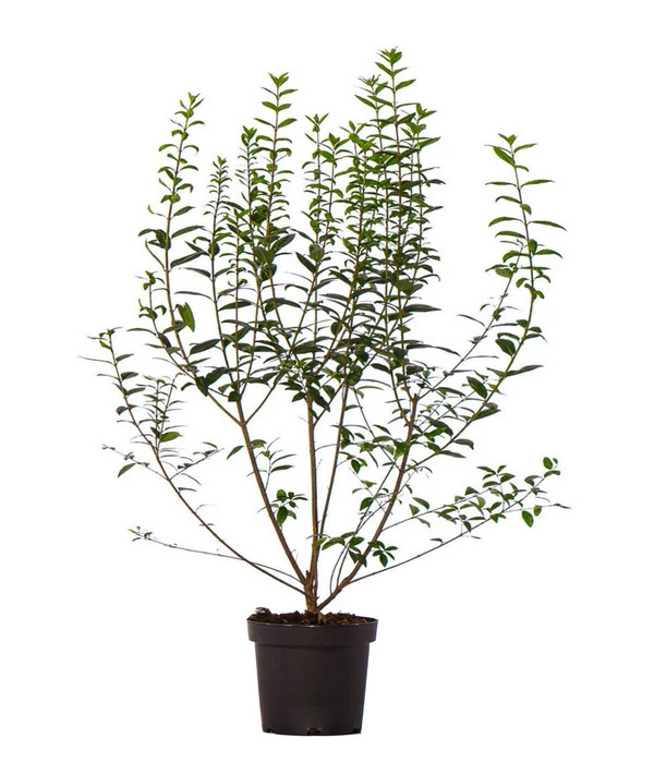 33 Meter Ovalblättriger Liguster, 100 X Ca. 60-100 Cm 2 33 Meter Ovalblättriger Liguster, 100 X Ca. 60-100 Cm – Bild 2