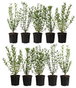 2-3 Meter Liguster, 10 X Ca. 30-35 Cm