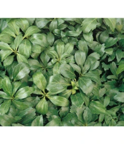 Schattengrün -Gardena Verkäufe 7298284 BildD 001 SchattengruenDickmaennchenPachysandraPachysandra