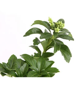 Schattengrün -Gardena Verkäufe 7298284 WE DE 003 PachysandraSchattengruen9CDehnerExpressHerzig