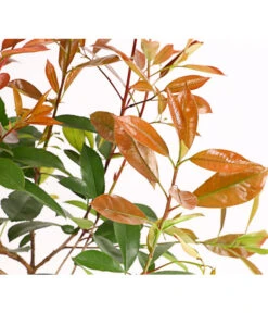 Gardena Verkäufe -Gardena Verkäufe 7305626 WE DE 001 PhotiniaGlanzmispelRedRobin2LDehnerExpressHerzig