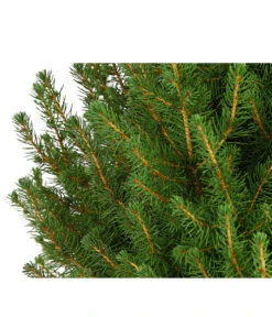 Zuckerhutfichte 'Conica' -Gardena Verkäufe 7315047 PR DE 001 PiceaZuckerhutfichteGlauceConica75LDehnerExpressHerzig