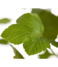 Blut-Johannisbeere 'King Edward VII' 7 Blut-Johannisbeere 'King Edward VII' -Gardena Verkäufe 7453749 WE DE 001 RibesSanguineumKingEdwardVIIJohannisbeere3LDehnerExpressZS