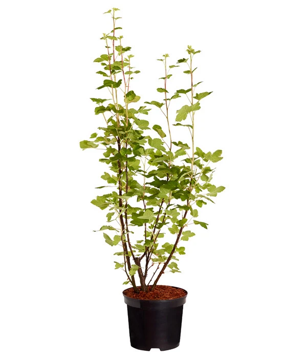 Blut-Johannisbeere 'King Edward VII' 2 Blut-Johannisbeere 'King Edward VII' – Bild 2