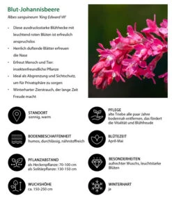 Blut-Johannisbeere 'King Edward VII' 6 Blut-Johannisbeere 'King Edward VII' -Gardena Verkäufe 7453749 WE IG 001 BlutJohannisbeere