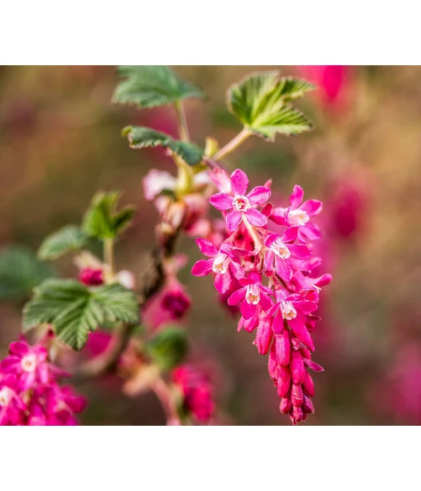 Blut-Johannisbeere 'King Edward VII' 1 Blut-Johannisbeere 'King Edward VII'