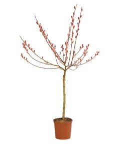 Rotkätzchenweide, Stämmchen