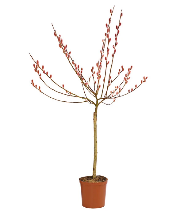 Rotkätzchenweide, Stämmchen 1 Rotkätzchenweide, Stämmchen