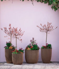 Rotkätzchenweide, Stämmchen 8 Rotkätzchenweide, Stämmchen -Gardena Verkäufe 7461833 7461825 WE MO 001 RotkaetzchenStaemmchen