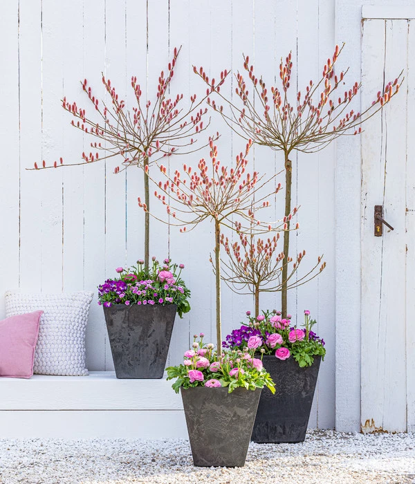 Rotkätzchenweide, Stämmchen 3 Rotkätzchenweide, Stämmchen – Bild 3