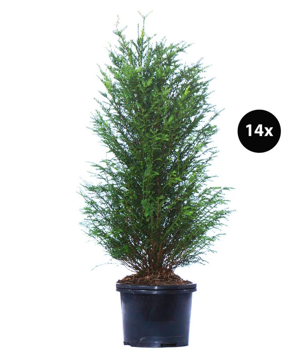 7 Meter Europäische Eibe, 14 X Ca. 125-150 Cm 1 7 Meter Europäische Eibe, 14 X Ca. 125-150 Cm