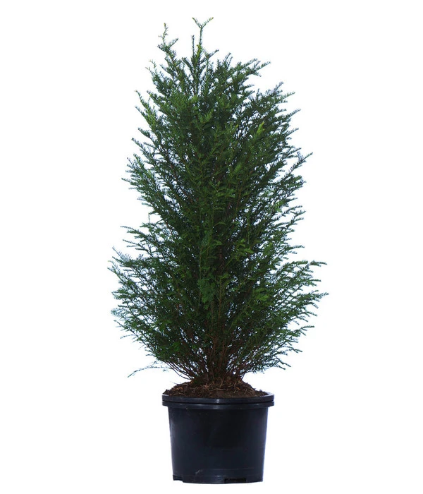 7 Meter Europäische Eibe, 14 X Ca. 125-150 Cm 2 7 Meter Europäische Eibe, 14 X Ca. 125-150 Cm – Bild 2