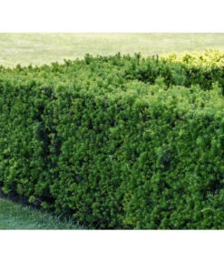 7 Meter Europäische Eibe, 14 X Ca. 125-150 Cm 8 7 Meter Europäische Eibe, 14 X Ca. 125-150 Cm -Gardena Verkäufe 7496714 PR MO 001 TaxusEibeBGALucknerMai2017