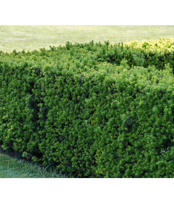 7 Meter Europäische Eibe, 14 X Ca. 125-150 Cm 3 7 Meter Europäische Eibe, 14 X Ca. 125-150 Cm – Bild 3