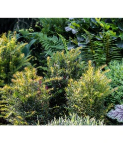 7 Meter Europäische Eibe, 14 X Ca. 125-150 Cm 9 7 Meter Europäische Eibe, 14 X Ca. 125-150 Cm -Gardena Verkäufe 7496714 PR MO 001 TaxusEibeGWLucknerMai2017