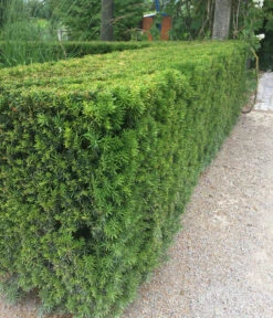 3 Meter Europäische Eibe, 6 X Ca. 125-150 Cm -Gardena Verkäufe 7496714 WE MO 003 GemeineEibeTaxusBaccata2L 1