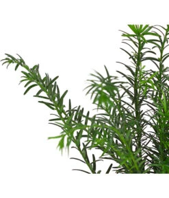 7 Meter Europäische Eibe, 14 X Ca. 125-150 Cm 11 7 Meter Europäische Eibe, 14 X Ca. 125-150 Cm -Gardena Verkäufe 7497100 PR DE 002 TaxusEibeBaccata9CDehnerExpressHerzig