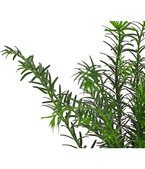 7 Meter Europäische Eibe, 14 X Ca. 125-150 Cm 6 7 Meter Europäische Eibe, 14 X Ca. 125-150 Cm – Bild 6