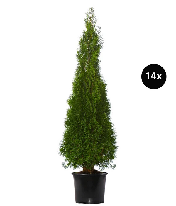 7 Meter Lebensbaum 'Smaragd', 14 X Ca. 150-175 Cm 1 7 Meter Lebensbaum 'Smaragd', 14 X Ca. 150-175 Cm