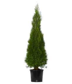 Gardena Verkäufe -Gardena Verkäufe 7512619 WE FS 002 ThujaOccidentalisSmaragdLebensbaum7Meter
