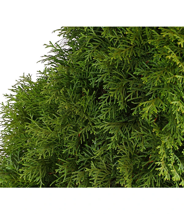 7 Meter Lebensbaum 'Smaragd', 14 X Ca. 150-175 Cm 5 7 Meter Lebensbaum 'Smaragd', 14 X Ca. 150-175 Cm – Bild 5