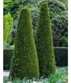 Lebensbaum 'Smaragd' 10 Lebensbaum 'Smaragd' -Gardena Verkäufe 7513534 WE MO 002 ThujaSmaragdFormschnitt