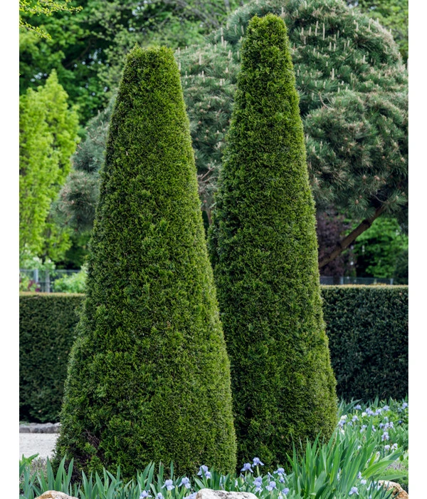 Lebensbaum 'Smaragd' 5 Lebensbaum 'Smaragd' – Bild 5