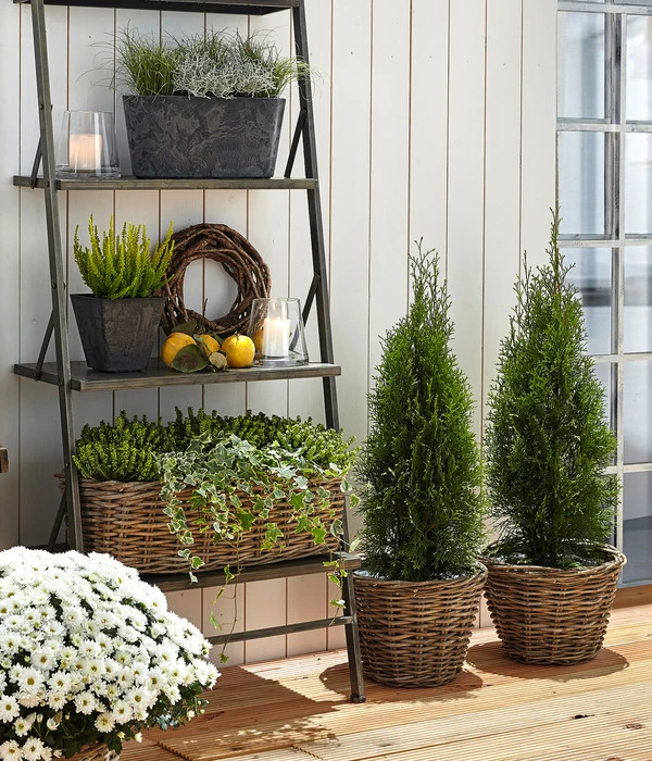 Lebensbaum 'Smaragd' 2 Lebensbaum 'Smaragd' – Bild 2