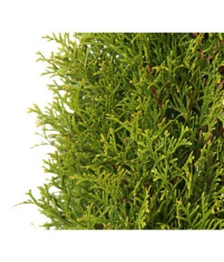 Lebensbaum 'Smaragd' 11 Lebensbaum 'Smaragd' -Gardena Verkäufe 7513757 PR DE 004 LebensbaumThujaOccidentalisSmaragd3LDehnerExpressHerzig