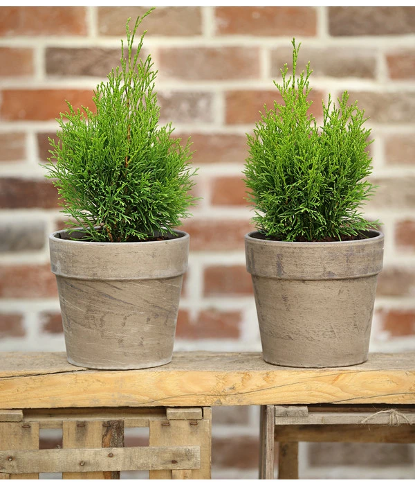 Lebensbaum 'Smaragd' 3 Lebensbaum 'Smaragd' – Bild 3