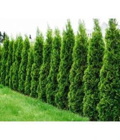 Lebensbaum 'Smaragd' 9 Lebensbaum 'Smaragd' -Gardena Verkäufe 7513922 WE MO 001 LebensbaumSmaragdThujaFotolia 64537582