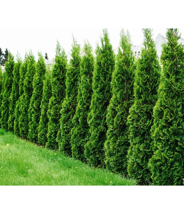 Lebensbaum 'Smaragd' 4 Lebensbaum 'Smaragd' – Bild 4