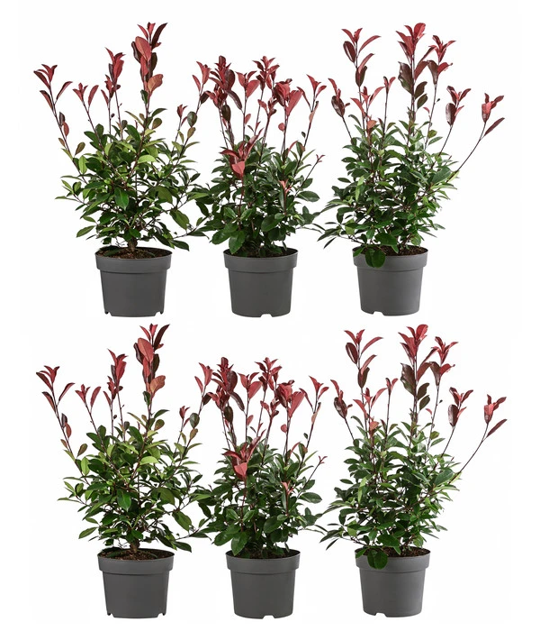 2 Meter Purpur-Glanzmispel 'Red Robin', 6 X Ca. 60 Cm 1 2 Meter Purpur-Glanzmispel 'Red Robin', 6 X Ca. 60 Cm