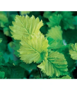 Gold-Ulme 'Wredei' 7 Gold-Ulme 'Wredei' -Gardena Verkäufe 7527187 BildD 001 GoldUlmeWredeiUlmusCarpWredei