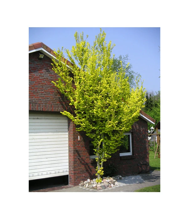 Gold-Ulme 'Wredei' 1 Gold-Ulme 'Wredei'