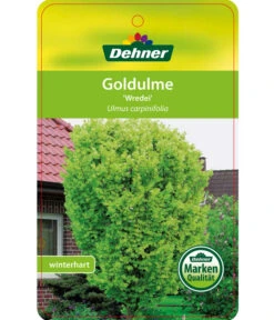 Gardena Verkäufe -Gardena Verkäufe 7527187 GoldulmeWredei Etikett 1