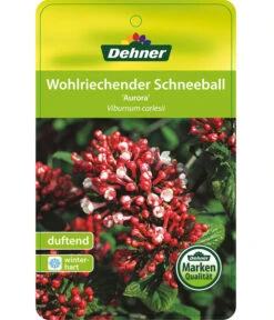 Duft-Schneeball 'Aurora' -Gardena Verkäufe 7534274 DuftschneeballAurora Etikett 01