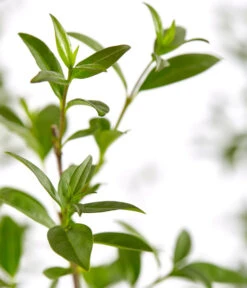 6 Meter Gemeiner Liguster, 12 X Ca. 150-175 Cm -Gardena Verkäufe 7548373 7548373 7548399 7548407 7548415 7548423 WE DE 001 GemeinerLiguster