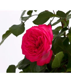 Kletterrosen, Verschiedene Sorten 13 Kletterrosen, Verschiedene Sorten -Gardena Verkäufe 7800071 PR DE 001 RosenInSortenKletter7LiterKletterroseAntikeDehnerExpressHerzig