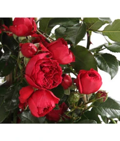 Kletterrosen, Verschiedene Sorten 14 Kletterrosen, Verschiedene Sorten -Gardena Verkäufe 7800071 PR DE 001 RosenInSortenKletter7LiterKletterroseFlorentinaDehnerExpressHerzig