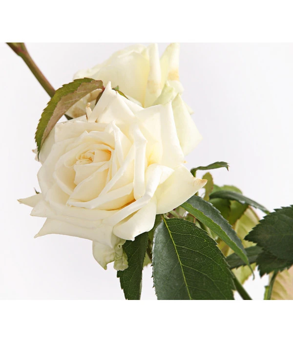 Kletterrosen, Verschiedene Sorten 3 Kletterrosen, Verschiedene Sorten – Bild 3