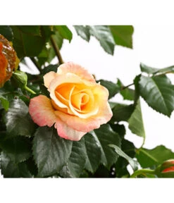 Gardena Verkäufe -Gardena Verkäufe 7800071 PR DE 001 RosenInSortenKletter7LiterKletterroseMoonlightDehnerExpressHerzig