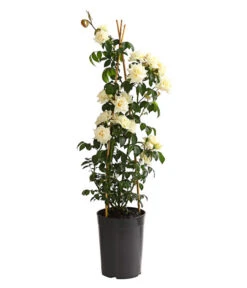 Kletterrosen, Verschiedene Sorten 15 Kletterrosen, Verschiedene Sorten -Gardena Verkäufe 7800071 PR FS 001 RosenInSortenKletter7LiterKletterroseIlseKrohnDehnerExpressHerzig