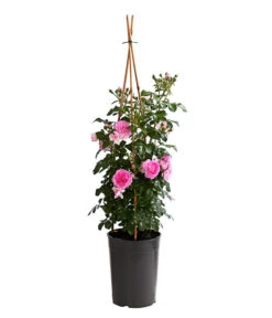 Kletterrosen, Verschiedene Sorten 18 Kletterrosen, Verschiedene Sorten -Gardena Verkäufe 7800071 PR FS 001 RosenInSortenKletter7LiterKletterroseJasminaDehnerExpressHerzig