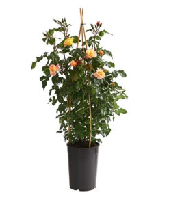 Kletterrosen, Verschiedene Sorten 19 Kletterrosen, Verschiedene Sorten -Gardena Verkäufe 7800071 PR FS 001 RosenInSortenKletter7LiterKletterroseMoonlightDehnerExpressHerzig