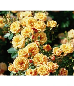 Zwergrose 'Apricot Clementine®'