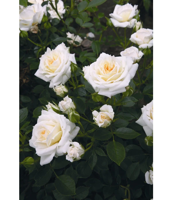 Zwergrose 'Honeymilk®', Stämmchen 2 Zwergrose 'Honeymilk®', Stämmchen – Bild 2