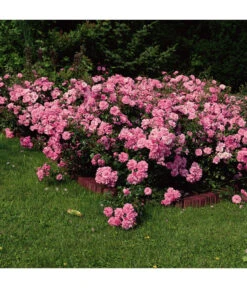 Bodendeckerrose 'Mirato®' -Gardena Verkäufe 7803091 WE DE 002 BodendeckerRoseMiratoTantauPink